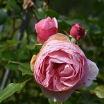 DSC_1424.JPG