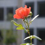 DSC_1431.JPG